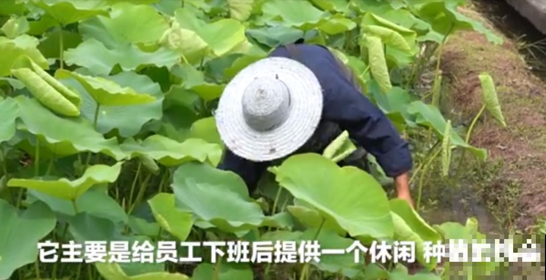 重庆一家企业,楼顶用来种菜养花,佩服! 重庆一家企业,楼顶用来种菜养花,佩服!