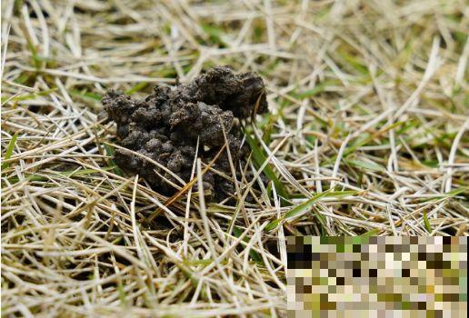 营养液还去花市买?别买了,教你2分钟制作,简单还省钱! 营养液还去花市买?别买了,教你2分钟制作,简单还省钱!