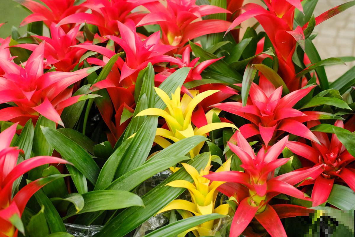 家里养盆鸿运当头,红红火火,邻居看了竖大拇指! 家里养盆鸿运当头,红红火火,邻居看了竖大拇指!