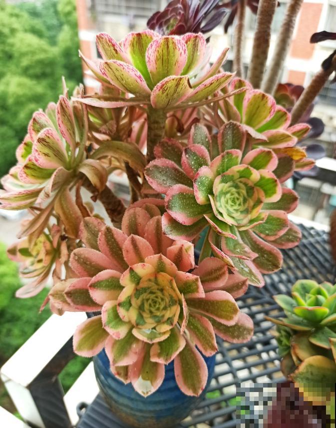 又到了法师最美的季节,个头大、颜色艳,比盆景都好看! 又到了法师最美的季节,个头大、颜色艳,比盆景都好看!