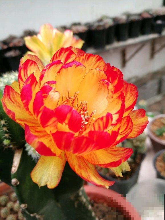 小众冷门仙人球,开花美过荷花,勤花又好养! 小众冷门仙人球,开花美过荷花,勤花又好养!