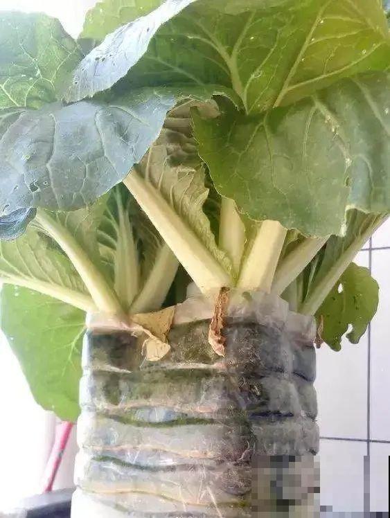 把菜种自家墙上,多得吃不完,太震撼 把菜种自家墙上,多得吃不完,太震撼