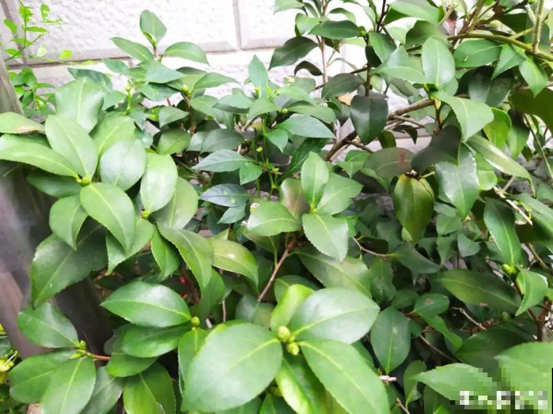 换盆扦插要抓紧，现在正是最佳时期，再晚来不及了！