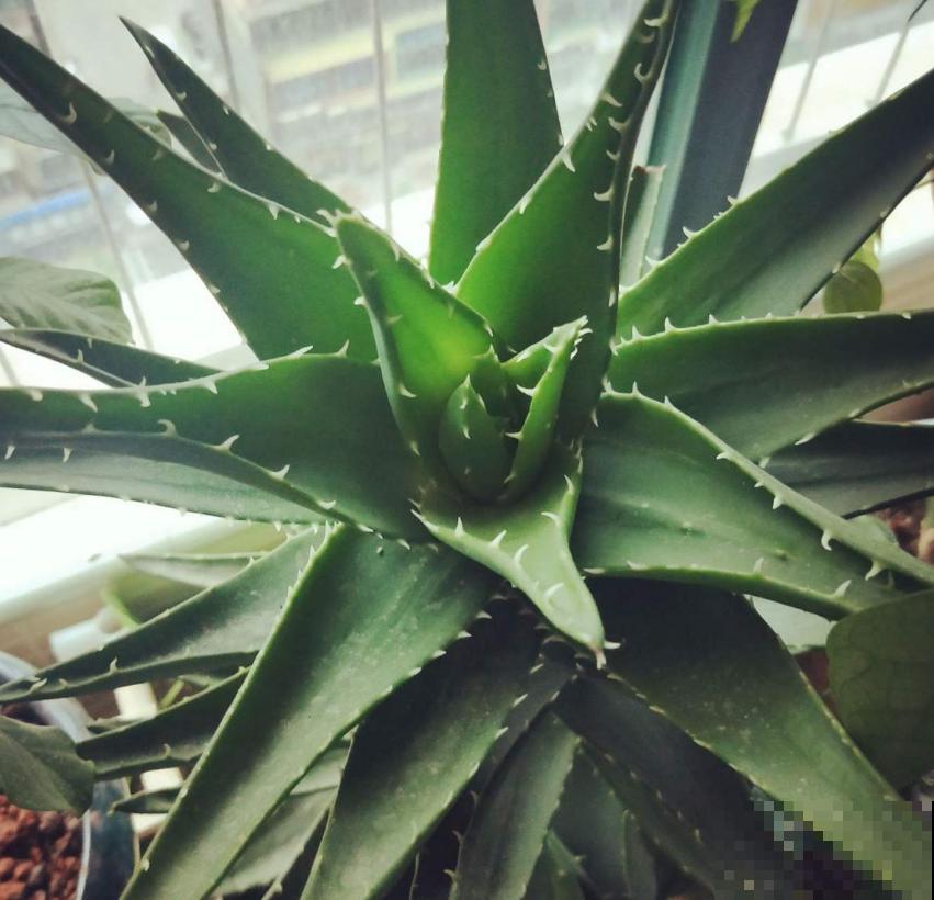 超可怜的芦荟，不浇水也不施肥，能活下来算奇迹！