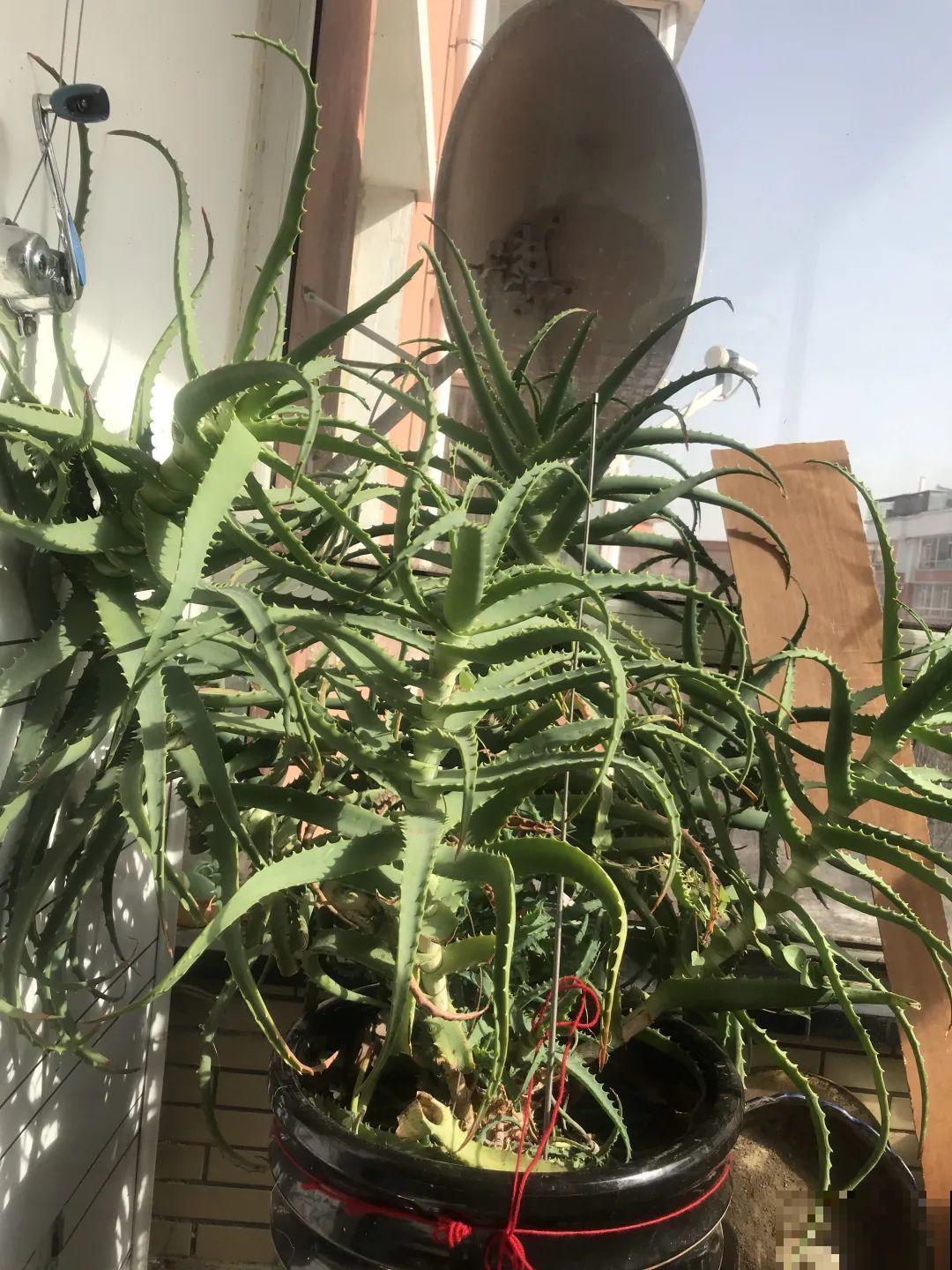 1米7的天竺葵，开花成瀑布，太震撼了