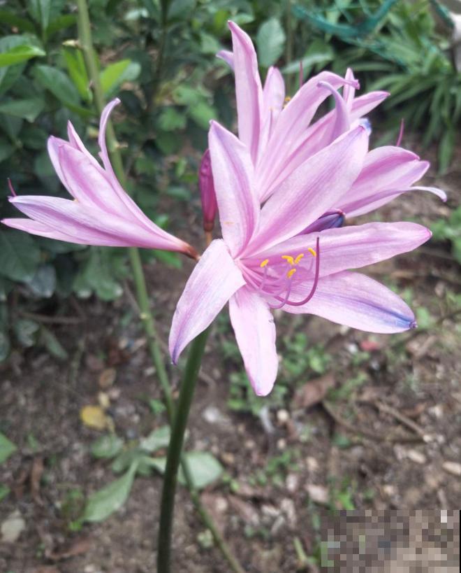 石蒜科的花,个比个漂亮,却是危险的有毒植物! 石蒜科的花,个比个漂亮,却是危险的有毒植物!