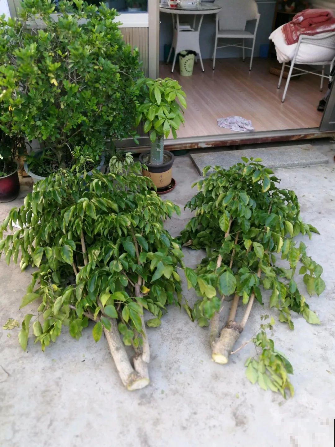 幸福树长太高，拦腰砍1刀，效果竟然这么好！