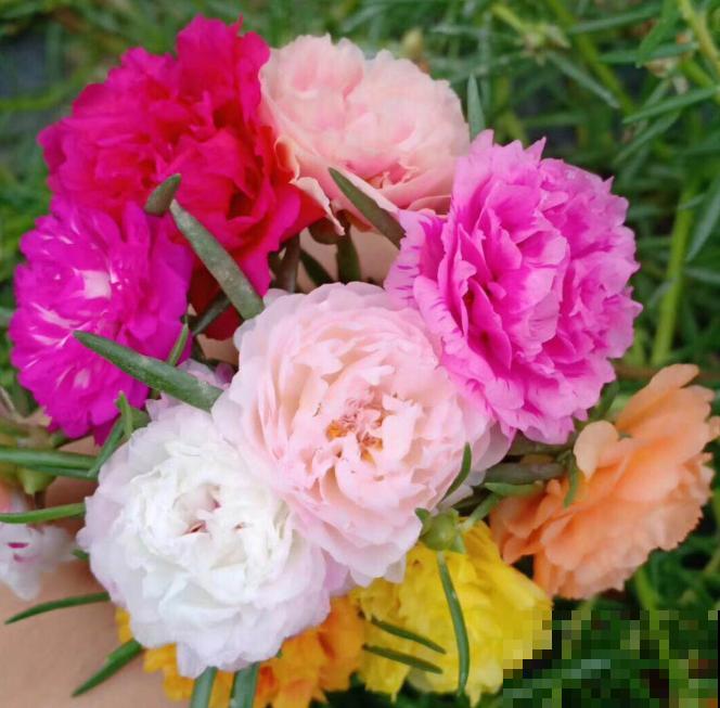 养这3种花,千万别买种子,十有八九是假的! 养这3种花,千万别买种子,十有八九是假的!