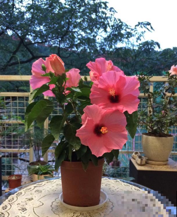 她家的花一开，就赶紧画成水彩画，比真花还美！