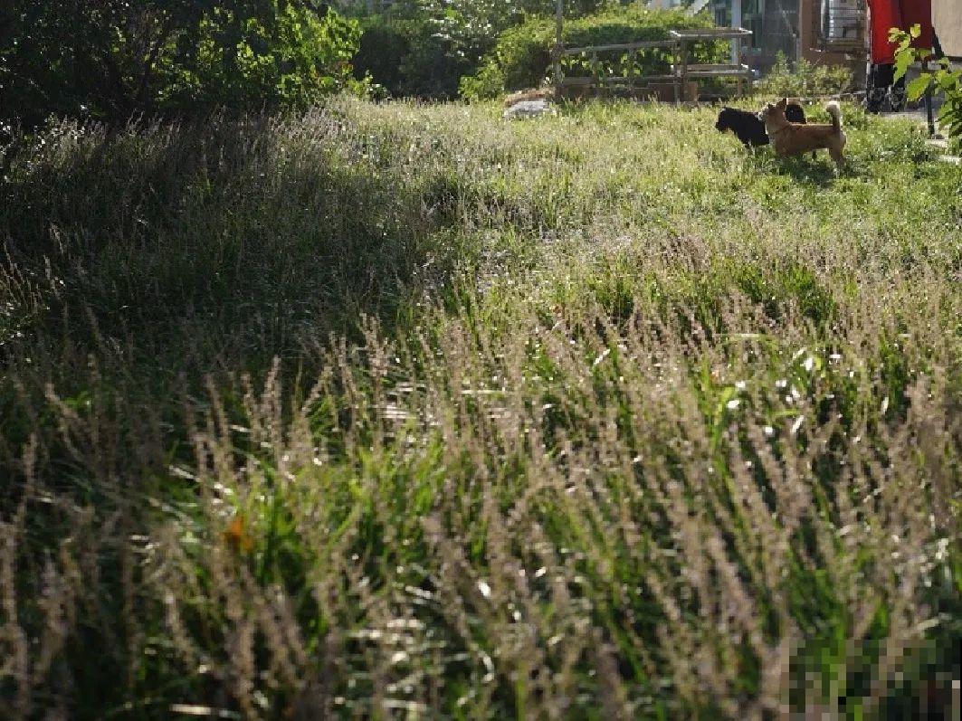 别花钱买了,这花野生一大堆,挖还是不挖? 别花钱买了,这花野生一大堆,挖还是不挖?