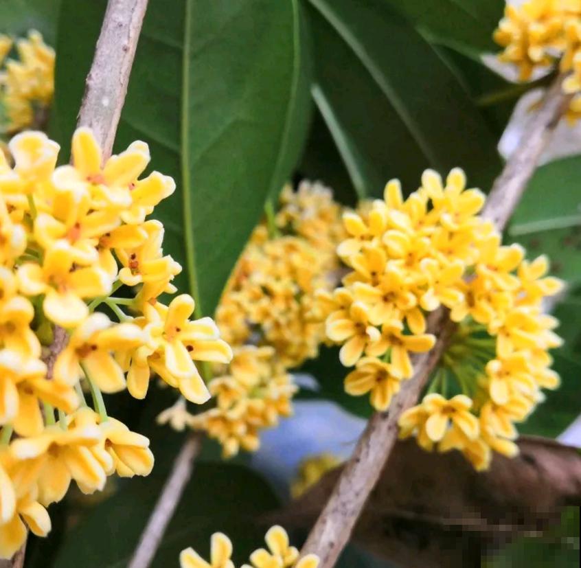 秋天修剪要慎重,这4种花不能随便剪,剪了就后悔! 秋天修剪要慎重,这4种花不能随便剪,剪了就后悔!