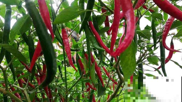 入秋家里种2种菜,生长速度快,俩月就能吃 入秋家里种2种菜,生长速度快,俩月就能吃