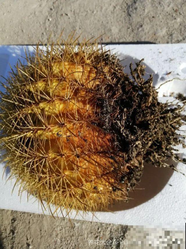 都说这花很好养,为啥还是养死了?就是因为管不住手! 都说这花很好养,为啥还是养死了?就是因为管不住手!