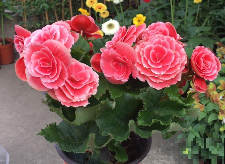 这些花马上就苏醒了,赶紧一瓢水浇透,个子立马蹿一截! 这些花马上就苏醒了,赶紧一瓢水浇透,个子立马蹿一截!