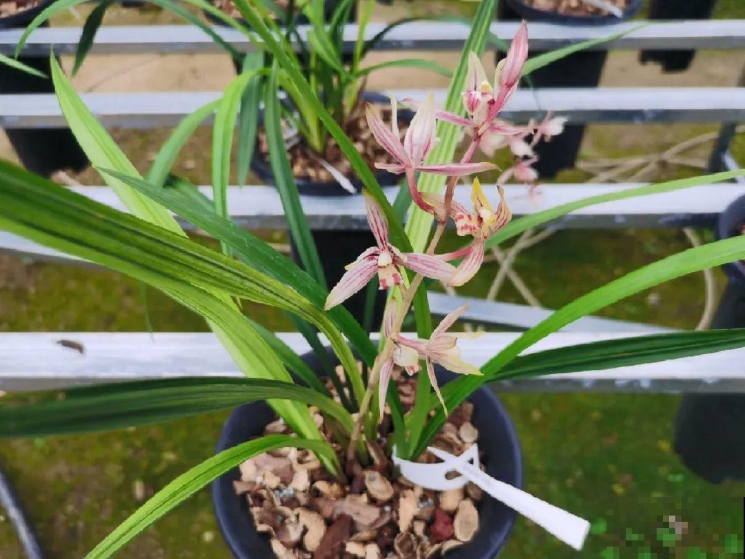 公认难养的花,养一盆死一盆,从来没有养活过! 公认难养的花,养一盆死一盆,从来没有养活过!