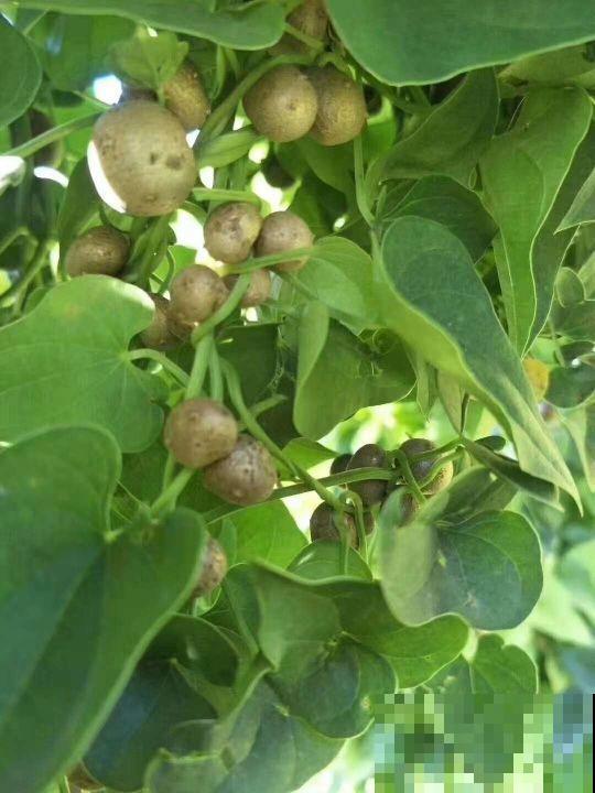 山药切一段，塞土里浇透水，七天长成小森林
