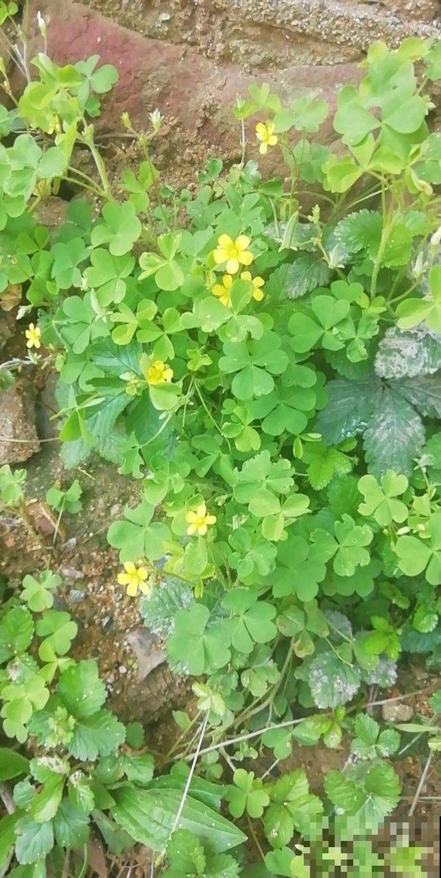 酢浆草不是三叶草,傻傻分不清?叫错名字惹笑话! 酢浆草不是三叶草,傻傻分不清?叫错名字惹笑话!