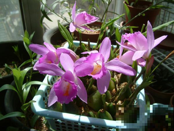 5种罕见植物，只长一片叶子一根茎，价值却很珍贵！