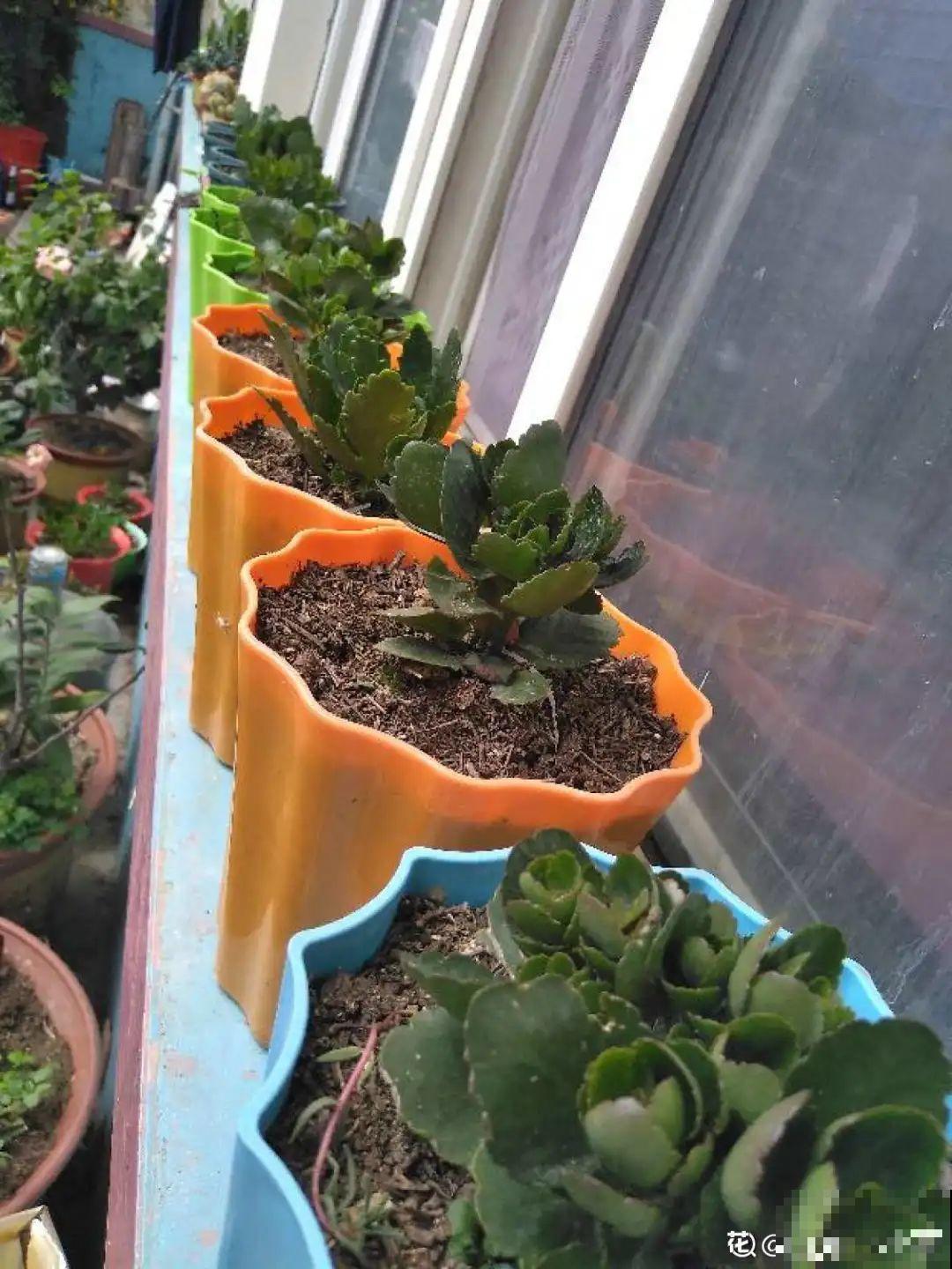 公认难养的花,养一盆死一盆,从来没有养活过! 公认难养的花,养一盆死一盆,从来没有养活过!