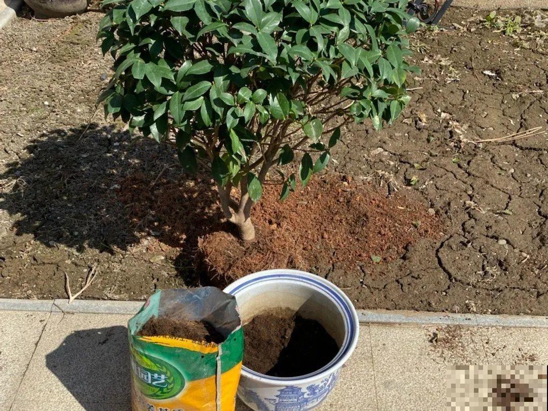 这花千万别换盆，小心一换就死！