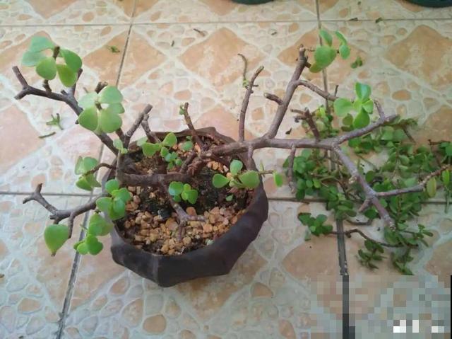 20种花,天凉了赶紧剪,来年开花有多又艳! 20种花,天凉了赶紧剪,来年开花有多又艳!