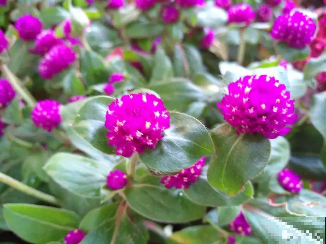 9月生日花，又美又香，寓意极好！