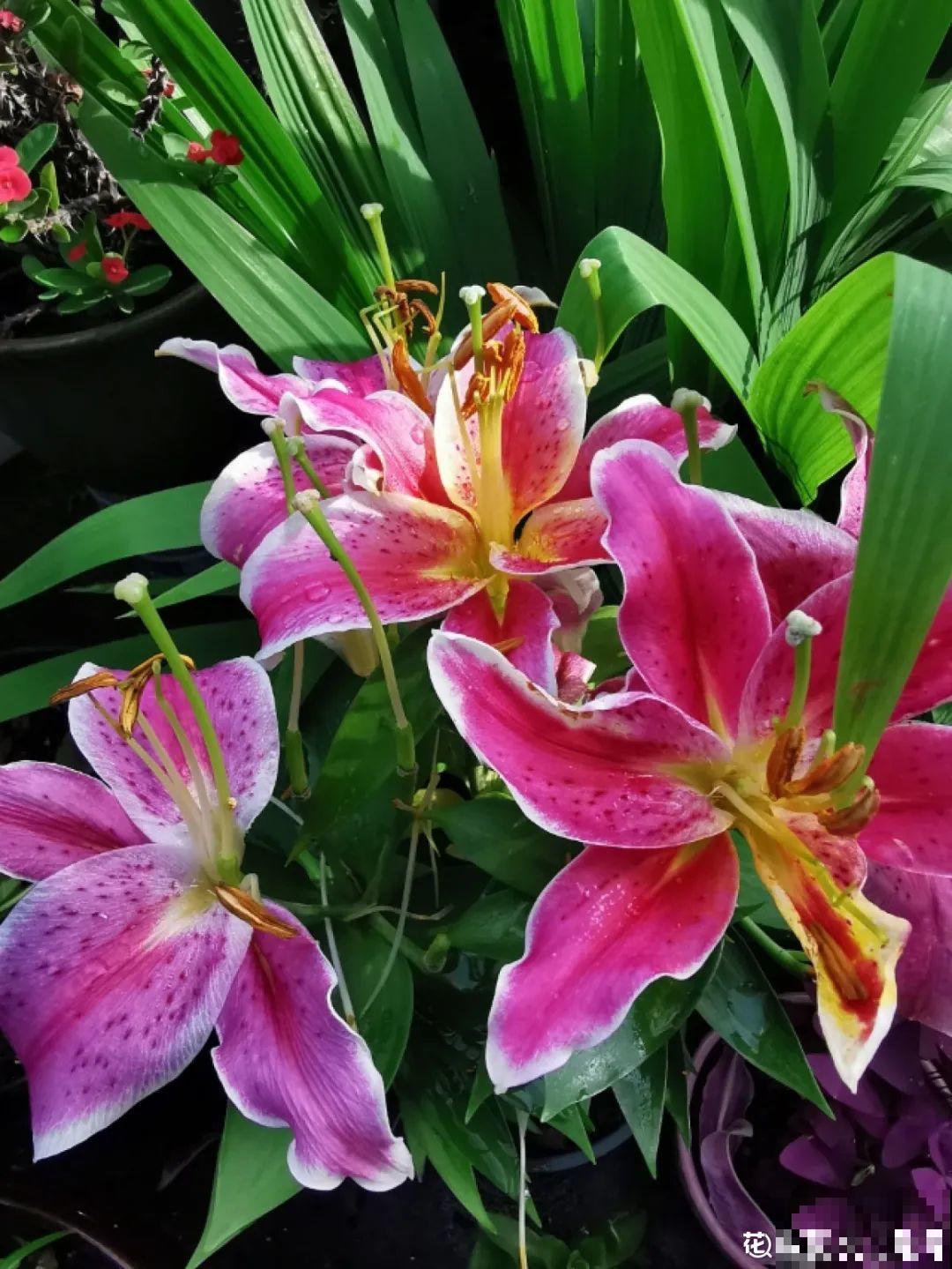 卧室养花要警惕，选不对，让你整夜睡不着！