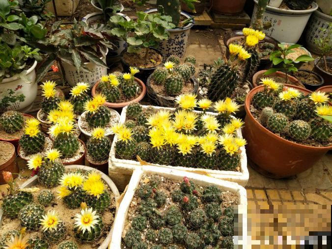 开花的仙人球,刷一下、结籽千千万,撒土里冒一盆苗! 开花的仙人球,刷一下、结籽千千万,撒土里冒一盆苗!