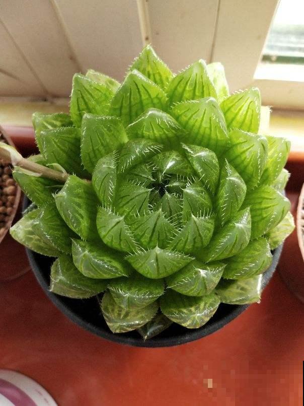 家里养玉露，扣个塑料瓶，立马水晶透亮