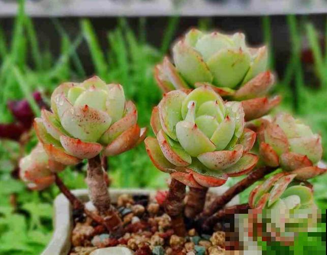 多肉养胖攻略,3步变成肉墩子,一个月就有效! 多肉养胖攻略,3步变成肉墩子,一个月就有效!