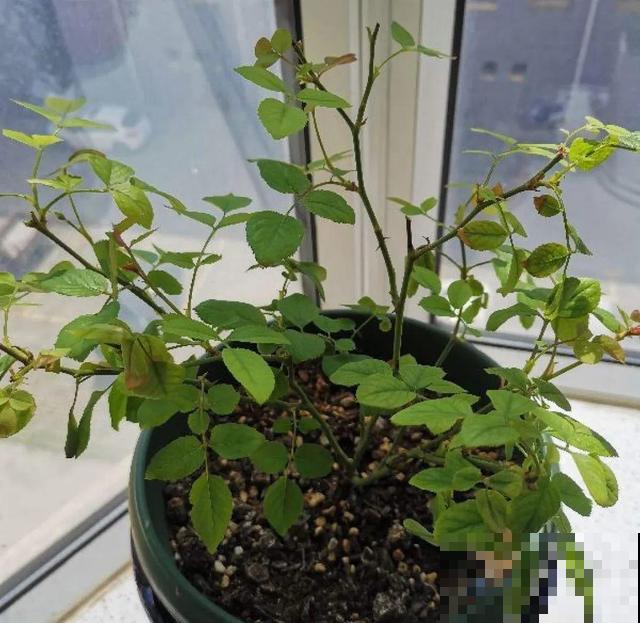 20种花,天凉了赶紧剪,来年开花有多又艳! 20种花,天凉了赶紧剪,来年开花有多又艳!