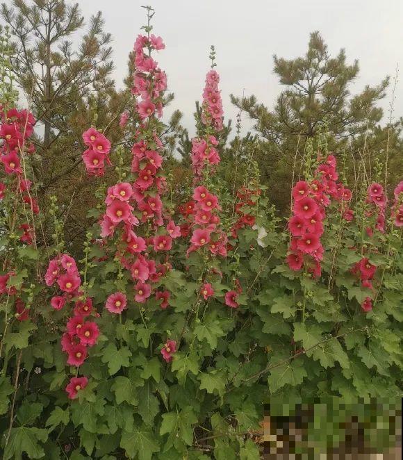 5种花最好别养,根钻得到处都是,砍都砍不尽! 5种花最好别养,根钻得到处都是,砍都砍不尽!