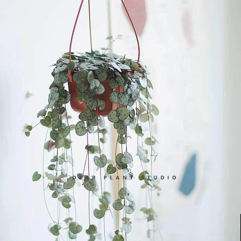 七夕快到了,植物也会秀恩爱?这波狗粮不能忍! 七夕快到了,植物也会秀恩爱?这波狗粮不能忍!