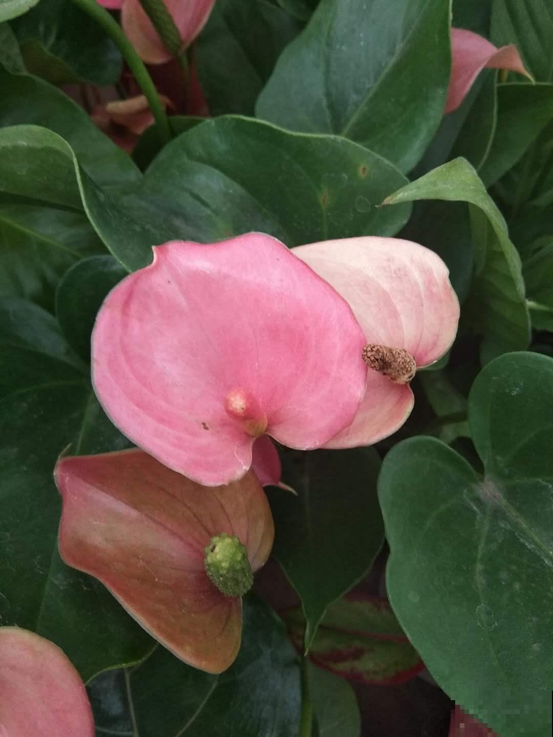 漂亮的花烛,红得像火,家里种一盆特喜庆! 漂亮的花烛,红得像火,家里种一盆特喜庆!