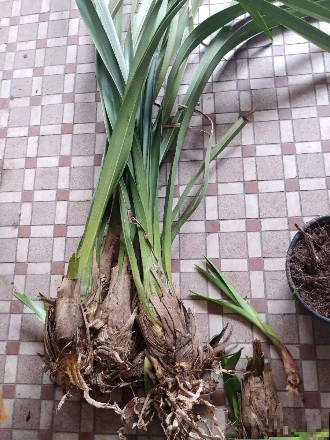 花堆成山,捡到手软,大麻袋都装不下了! 花堆成山,捡到手软,大麻袋都装不下了!