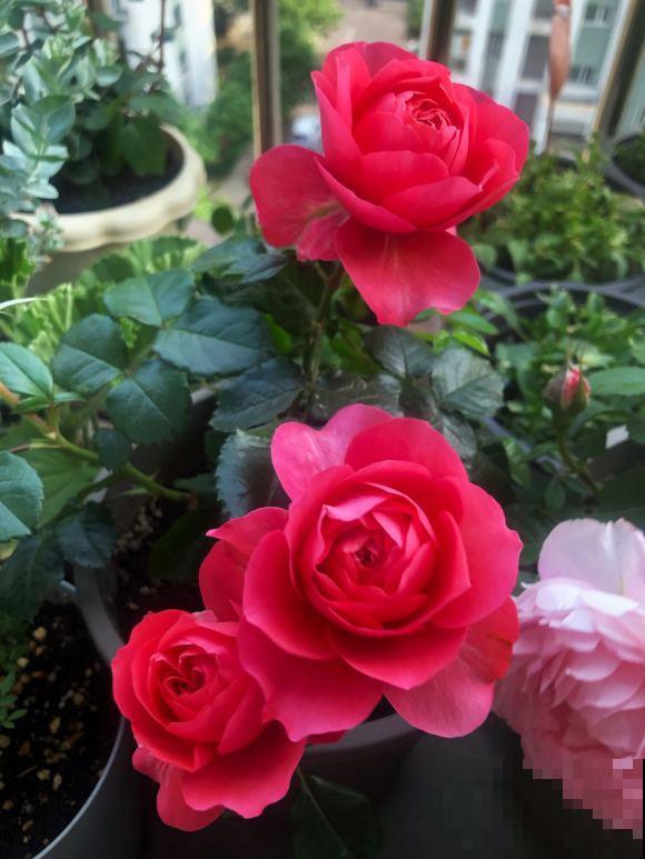 月季开花多,花期长,家里养正合适 月季开花多,花期长,家里养正合适