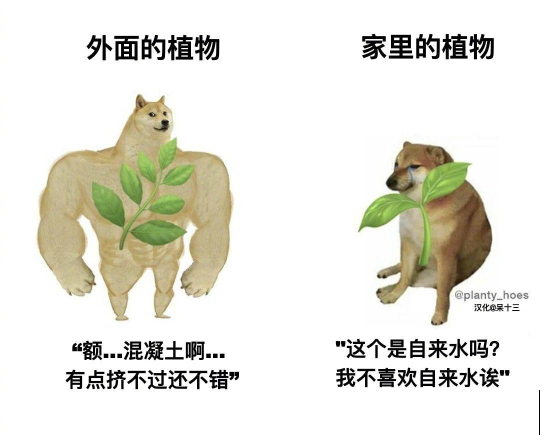 家花与野花的区别，一个娇贵、一个强悍，你更喜欢哪一种？