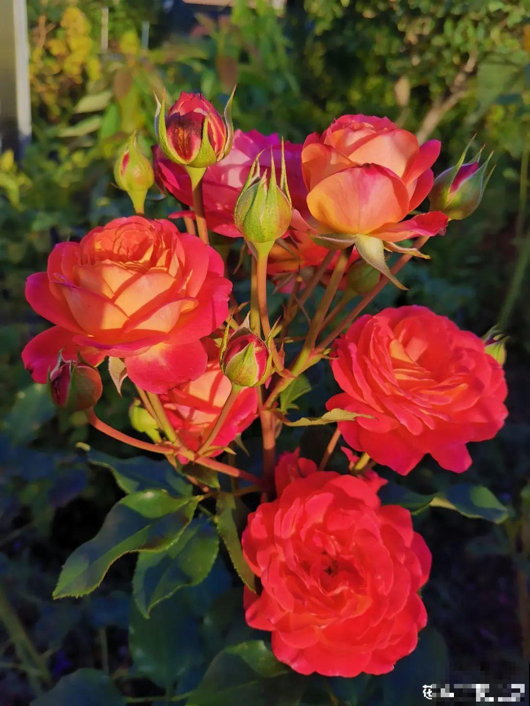 秋天养10种花，个个美得像油画，特别上档次！