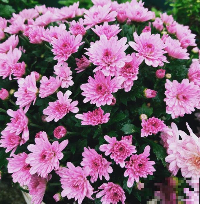 5种花不怕冷，现在种一盆，秋冬春三季有花看！