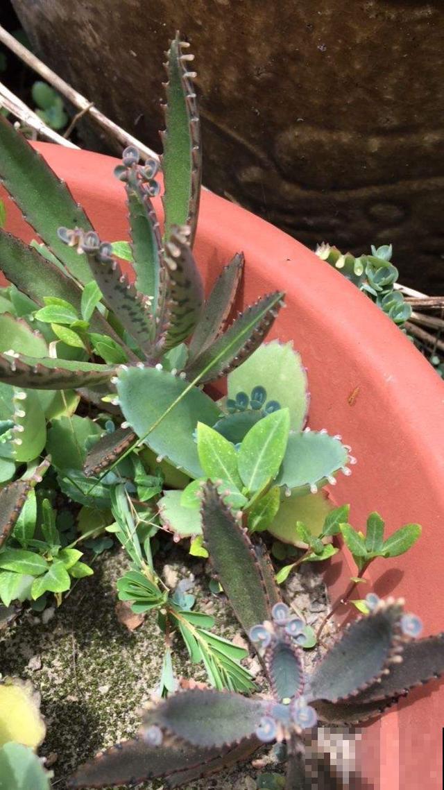 急性子人,就养这4种花,一周长好,棵棵爆盆 急性子人,就养这4种花,一周长好,棵棵爆盆