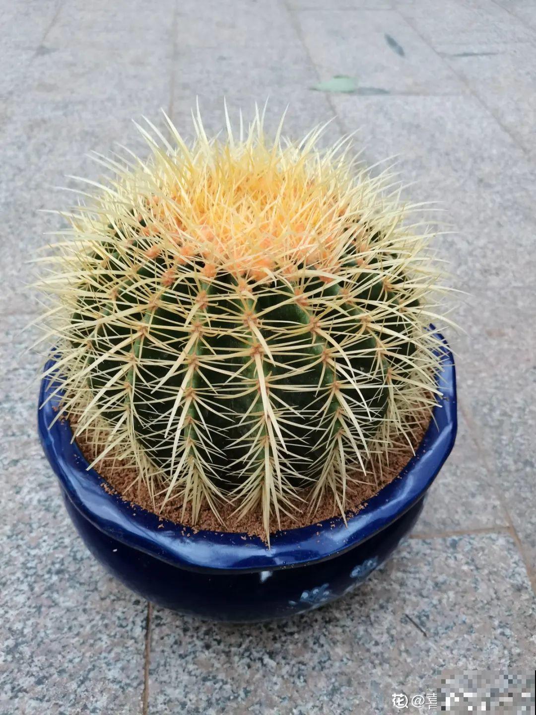 5种丑的难入眼的花，养客厅镇宅守家，越养越气派！