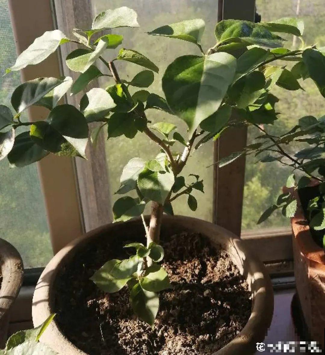 11种花,下个月就开花,现在养护是关键! 11种花,下个月就开花,现在养护是关键!