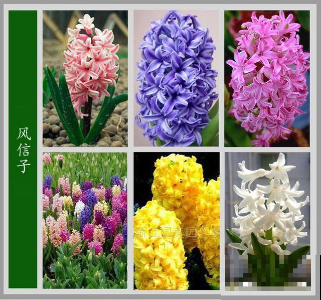 最齐全的《百花图谱》,珍藏起来,路边花都能叫上名! 最齐全的《百花图谱》,珍藏起来,路边花都能叫上名!