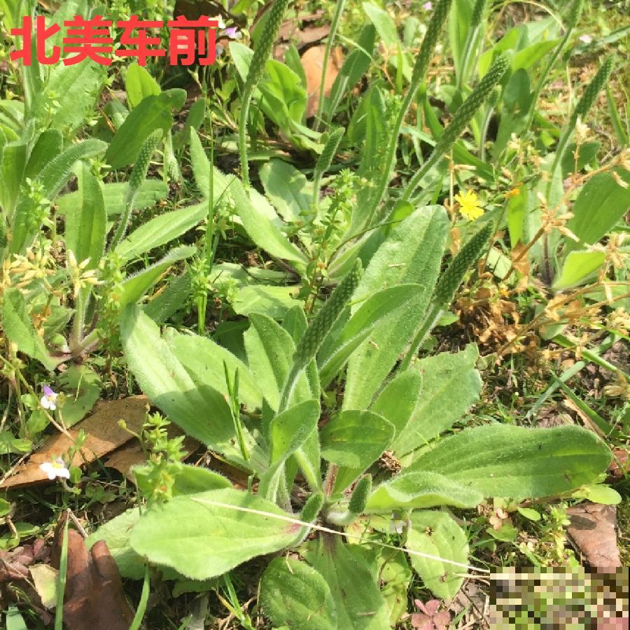 38种入侵植物，全村出来挖，挖完又长一大片