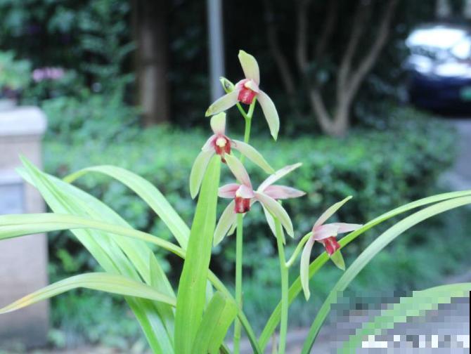 20种秋天开花的植物,外出看到,记得拍照欣赏! 20种秋天开花的植物,外出看到,记得拍照欣赏!