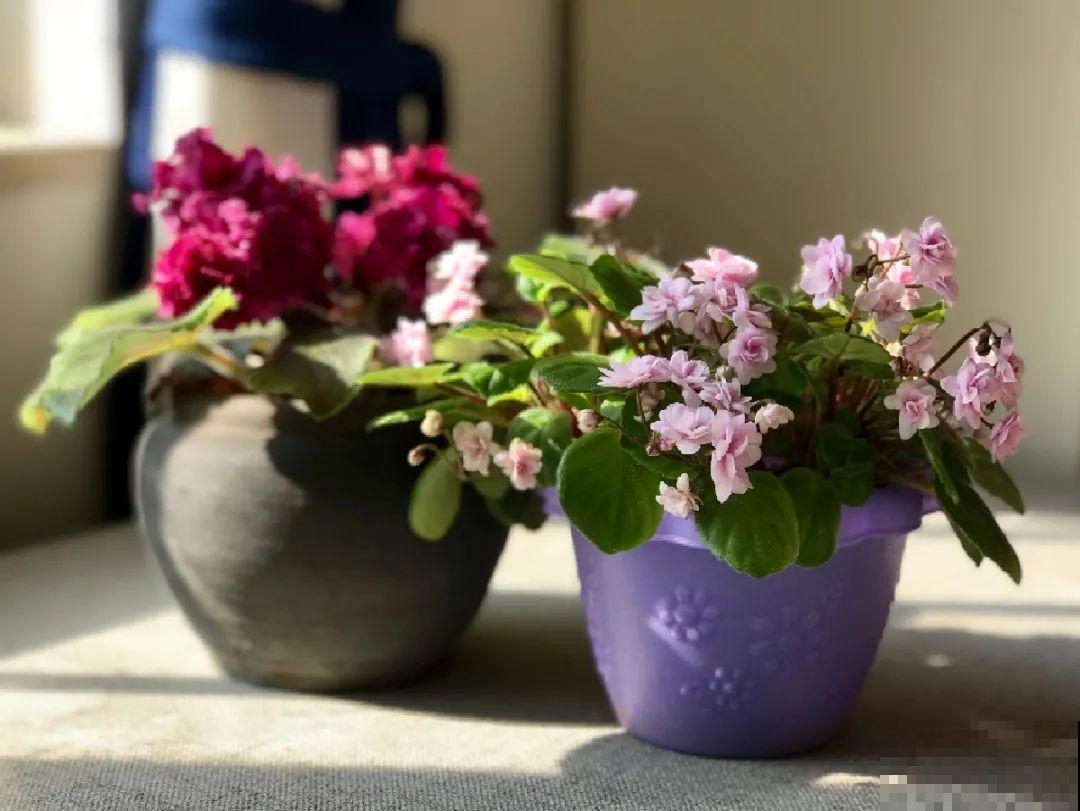 绿萝养腻了,换成非洲紫罗兰,1年有10个月花期! 绿萝养腻了,换成非洲紫罗兰,1年有10个月花期!