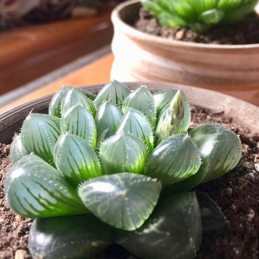 家里养玉露，扣个塑料瓶，立马水晶透亮