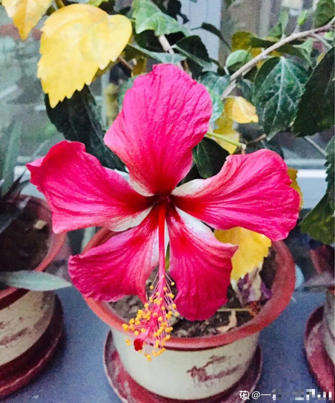 白色蜀葵竟被拦腰折断,说是因为颜色不吉利,真无语! 白色蜀葵竟被拦腰折断,说是因为颜色不吉利,真无语!