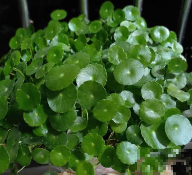 养这3种花,千万别买种子,十有八九是假的! 养这3种花,千万别买种子,十有八九是假的!