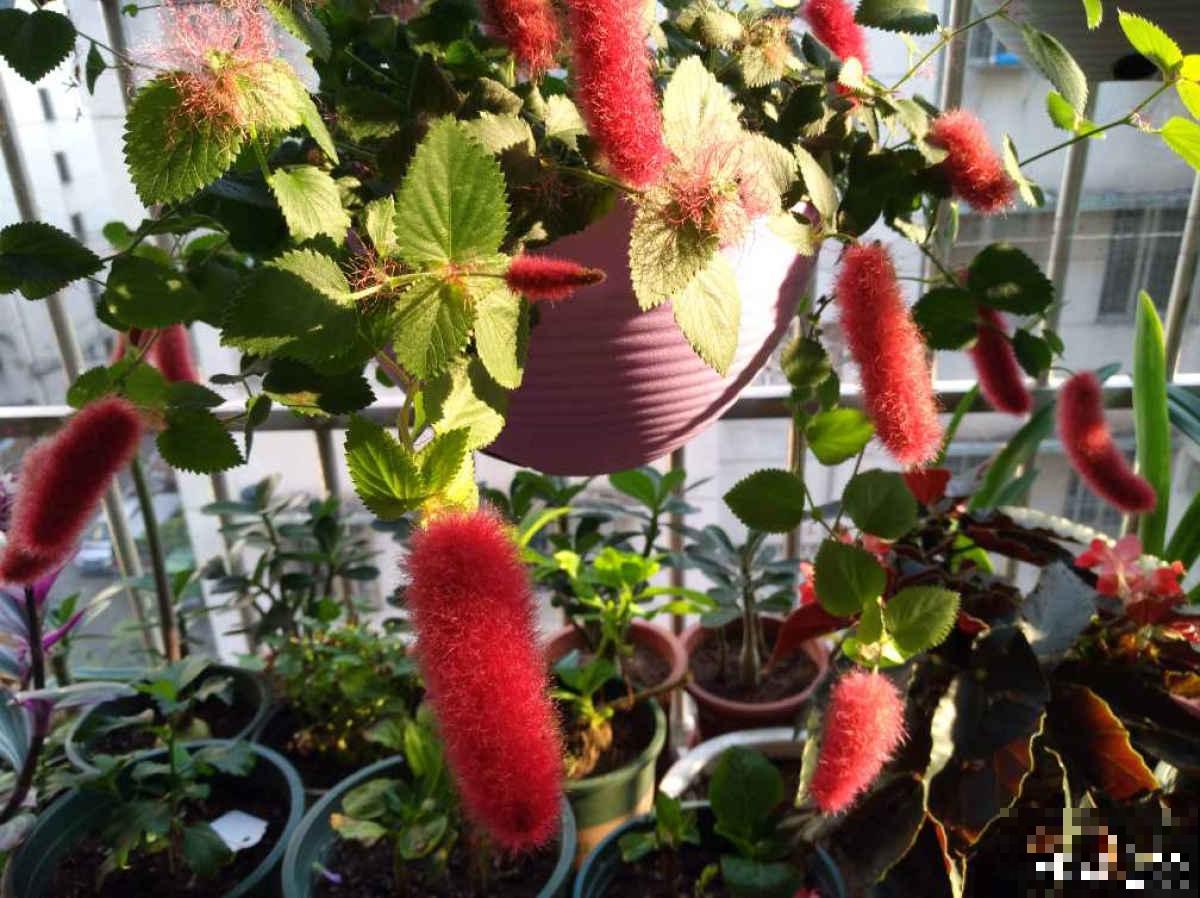 养了一盆尾巴花,开花红彤彤,摆在家里真喜庆 养了一盆尾巴花,开花红彤彤,摆在家里真喜庆